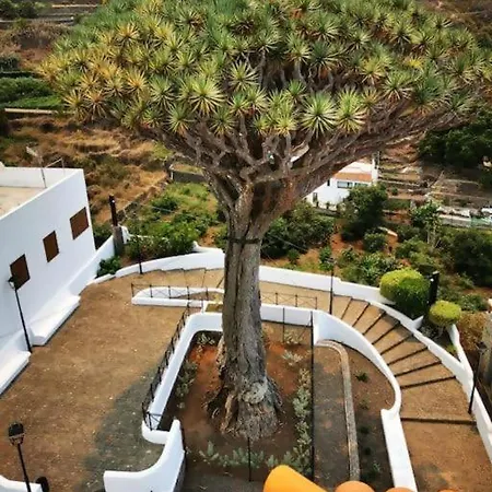 Drago Chico * Icod De Los Vinos